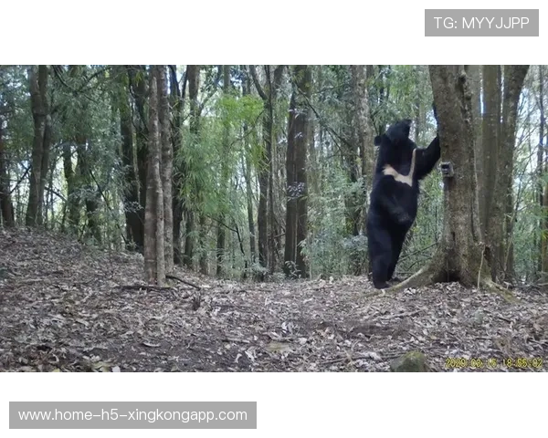 小男孩装死逃过黑熊一劫,男孩被害黑熊案 小男孩装死逃过黑熊一劫,男孩被害黑熊案