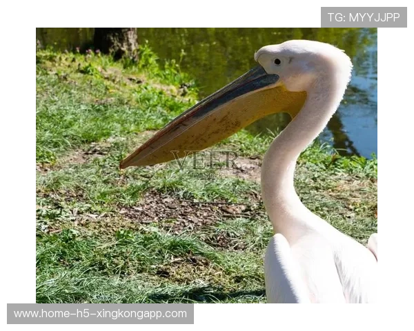 鹈鹕希望年轻人能带来奇迹，鹈鹕原来叫啥
