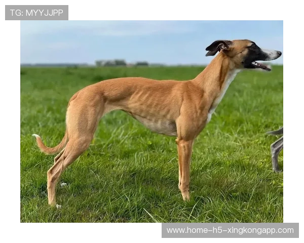 格力犬领养计划：退役赛狗的家庭生活，搜索 格力犬养殖